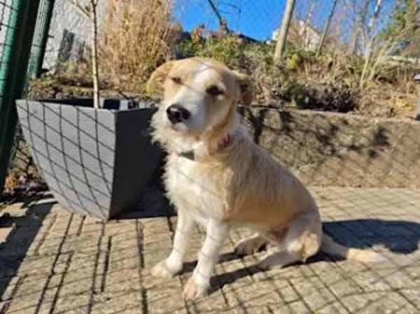 ROSARIA - sauf Pflegestelle im Saarland