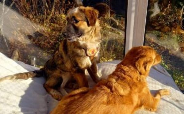 Schenkst du Audrey dein Herz?