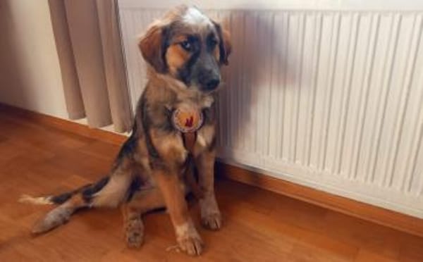 Schenkst du Audrey dein Herz?