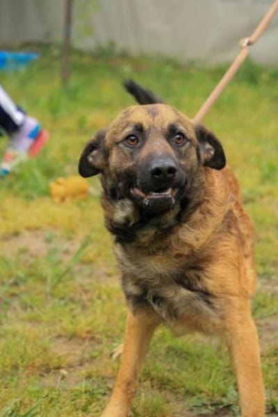 Jony LM  aktiver Junghund