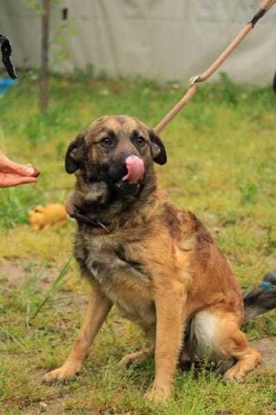 Jony LM  aktiver Junghund