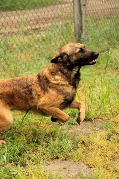 Jony LM  aktiver Junghund