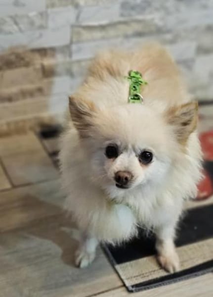 Esmeralda sucht ein gemütliches Zuhause