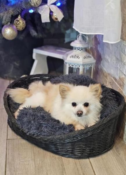 Esmeralda sucht ein gemütliches Zuhause