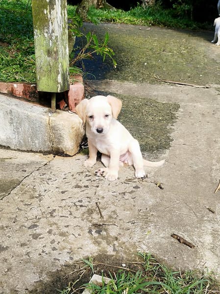 Eva, un petit amour de créole