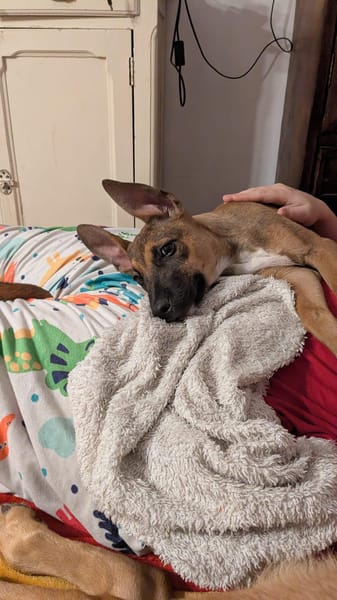 Tanina, la copine des chiens et des chats