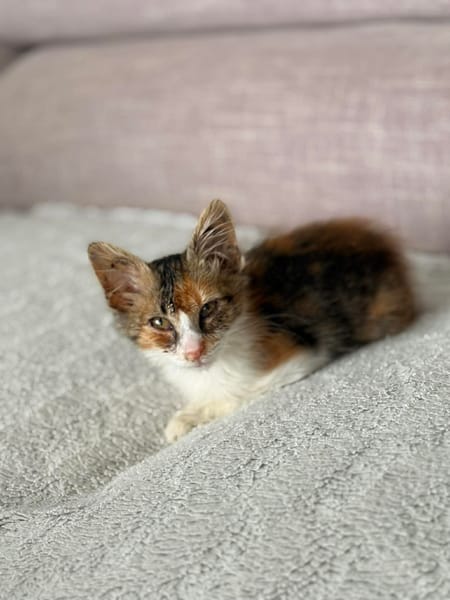 MISSY chatonne tricolore