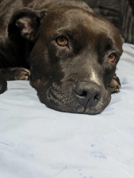 Paty, votre meilleure amie vous attend en Normandie