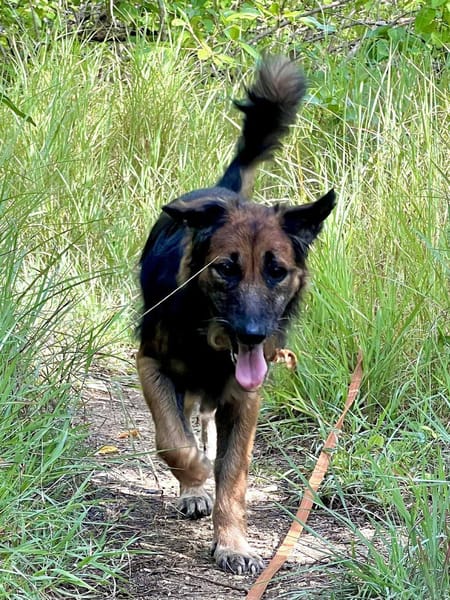 Bobby, créole tout gentil