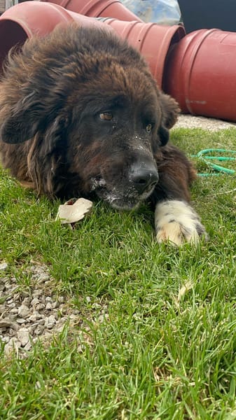 ZENO – 2 anni di canile, ora cerca una vera famiglia