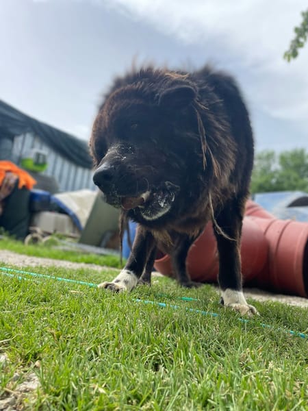 ZENO – 2 anni di canile, ora cerca una vera famiglia