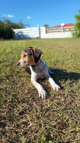 Vaillant, le bébé câlin