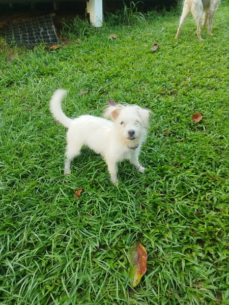 Anis, le mignon x bichon