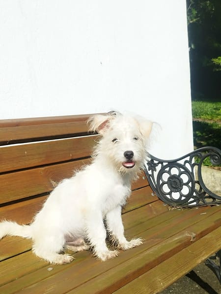 Anis, le mignon x bichon