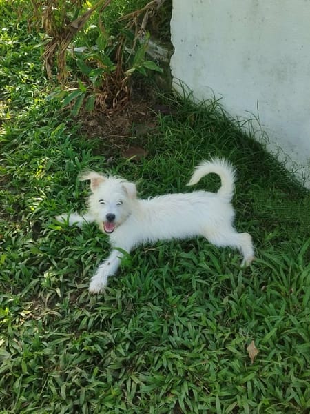 Anis, le mignon x bichon