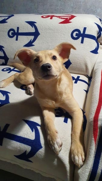 Bellina sucht ein zu Hause.