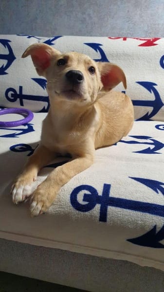 Bellina sucht ein zu Hause.