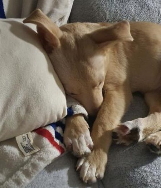 Bellina sucht ein zu Hause.