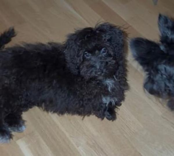 Pepe - Zuhause gesucht