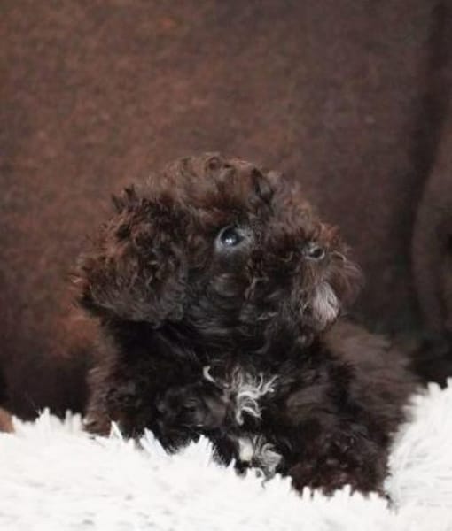 Pepe - Zuhause gesucht