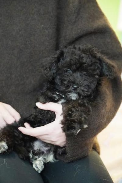 Pepe - Zuhause gesucht