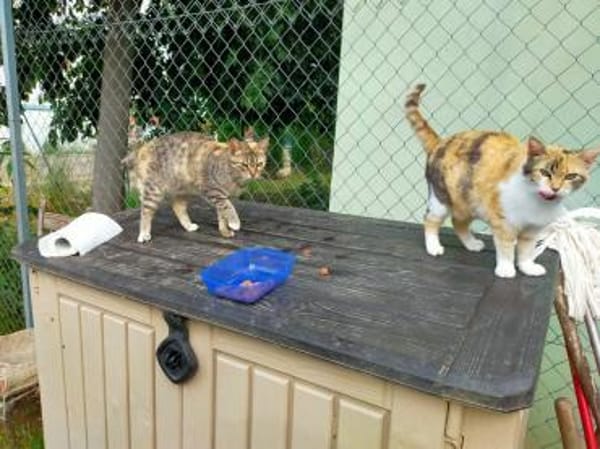 Zurückhaltende Katzendame Sally