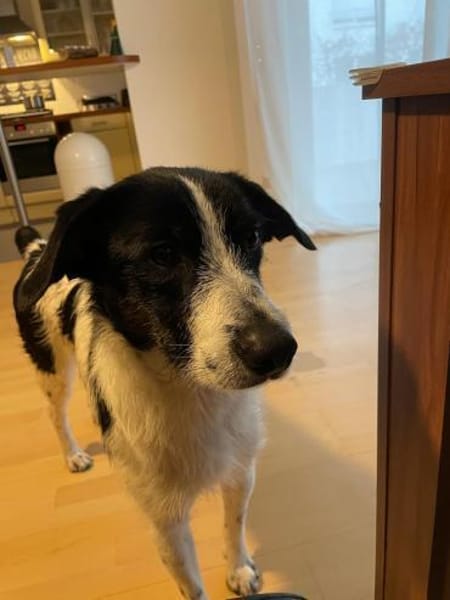 Miel - junge, liebe, süße Hundedame