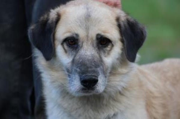 Mana - sehr verschmust u. lieb