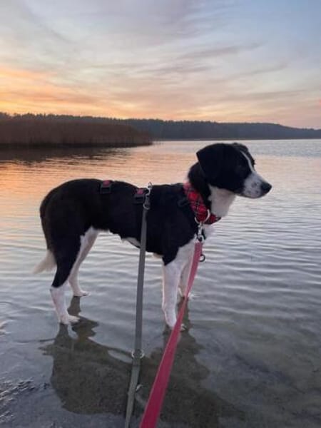 GEOBRA * freundlich und verschmust