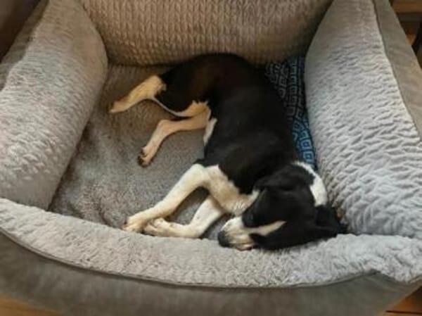 GEOBRA * freundlich und verschmust