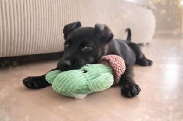 Onyx liebevoller schlauer Welpe