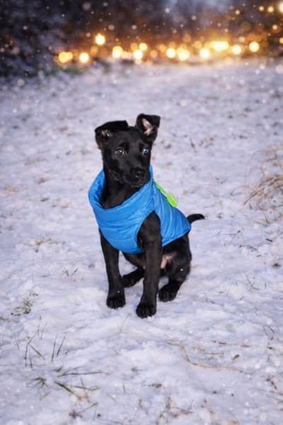 Onyx liebevoller schlauer Welpe