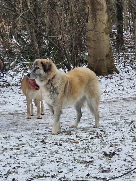 Kimi, sehr soziale, liebe Hündin