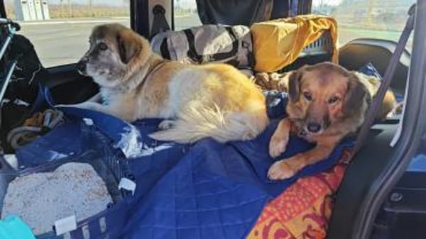 Kimi, sehr soziale, liebe Hündin