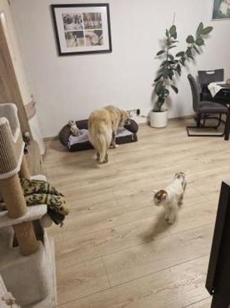 Kimi, sehr soziale, liebe Hündin