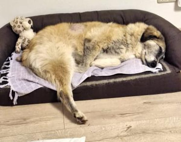 Kimi, sehr soziale, liebe Hündin