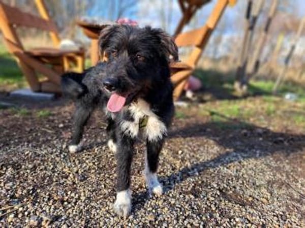 Lua, liebenswürdige Hundedame, ca. 1 Jah