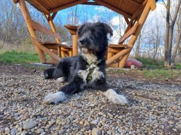 Lua, liebenswürdige Hundedame, ca. 1 Jah