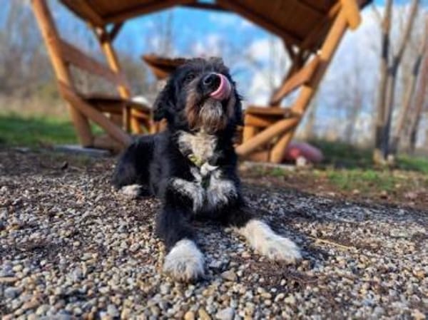 Lua, liebenswürdige Hundedame, ca. 1 Jah