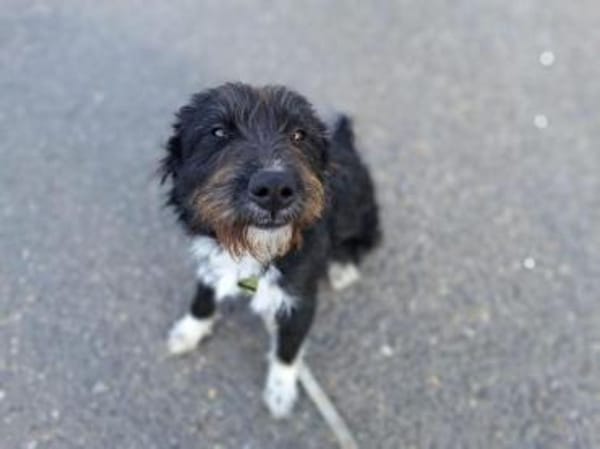 Lua, liebenswürdige Hundedame, ca. 1 Jah