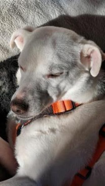 Chance - sooo tapfer