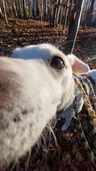 Chance - sooo tapfer