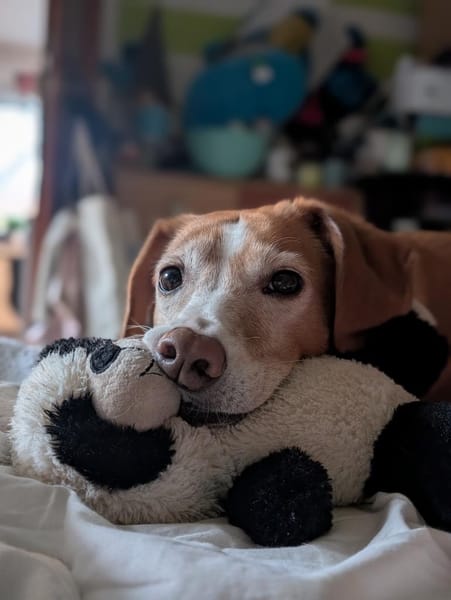 Nala sucht ein neues zu Hause.