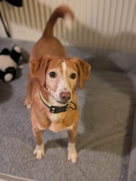 Nala sucht ein neues zu Hause.