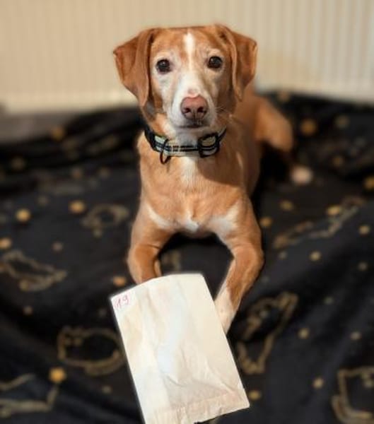 Nala sucht ein neues zu Hause.