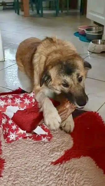 FALLON -sehr angenehme Zeitgenossin-