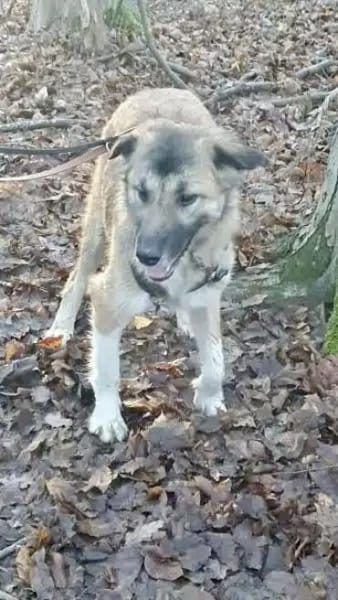 FALLON -sehr angenehme Zeitgenossin-