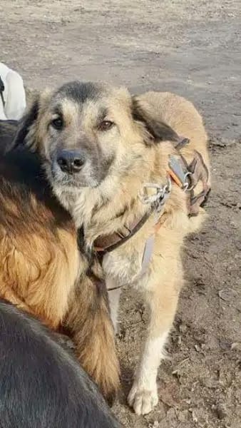 FALLON -sehr angenehme Zeitgenossin-