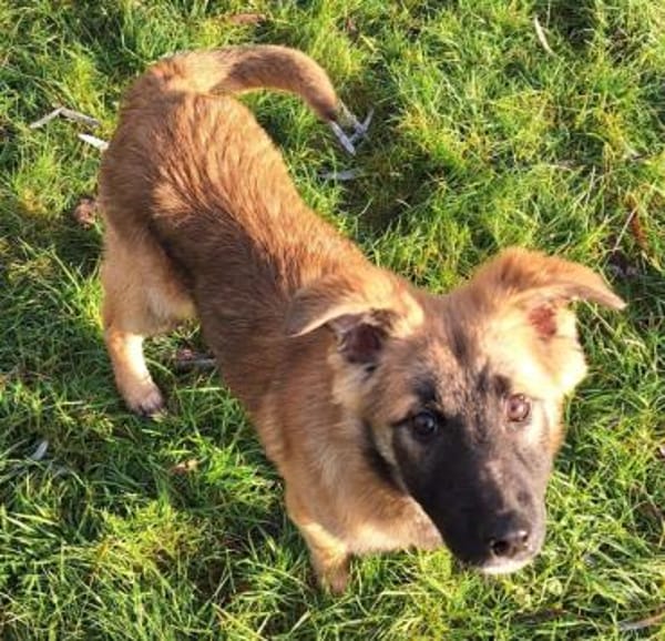 MÖHRE -rundum tolles Hundekind-