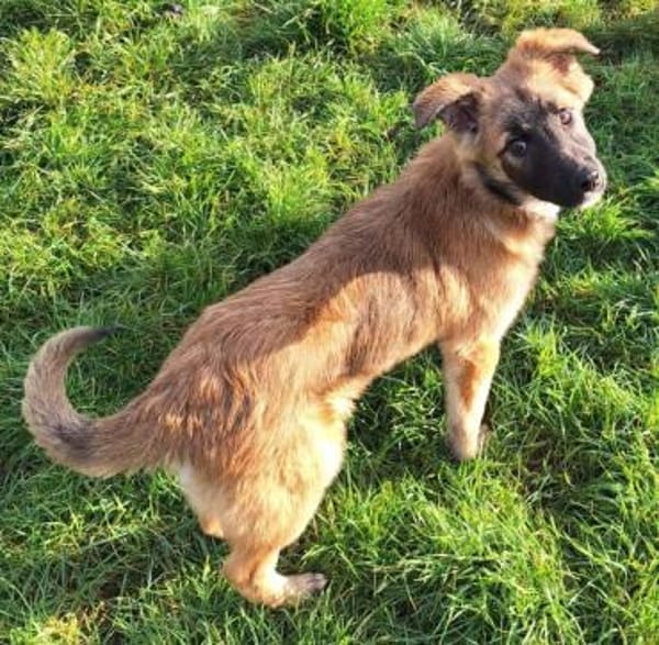 MÖHRE -rundum tolles Hundekind-